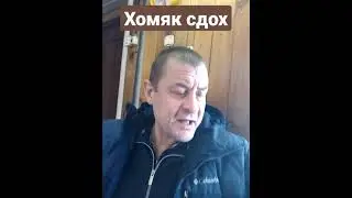 Анекдот про хомяка