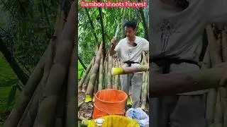 Bamboo shoot planting harvest secret, fast cutting processe, slice is good。竹筍種植收穫秘籍，快速切割加工，一削即好，鮮嫩脆甜