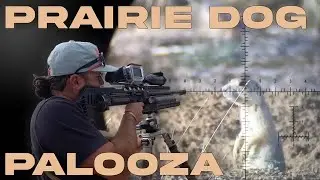 Shooting Hundreds Of PRAIRIE DOGS With AIRGUNS