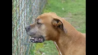 Poème - La prière du chien 