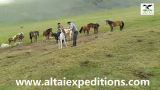 Horse culture in Altay