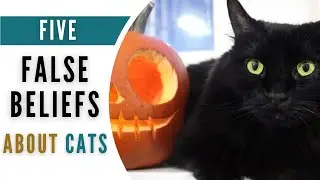 Five False Beliefs About Cats