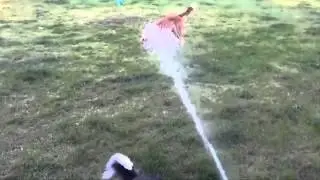 Слоу мо игры собак со струёй воды