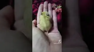 #funnyvideo