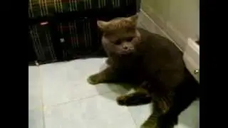 Кота довели всей семейкой