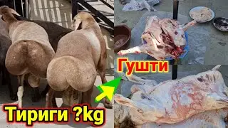Кучкорни тириг ва суйгандан кейинги киллограми канча?