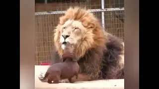 The friendship of a lion and a dog, it's cute 🦁🐕‍🦺