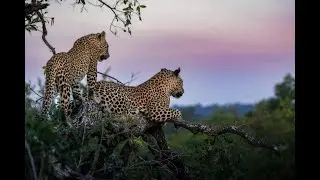 Ntsumi female leopard & cubs