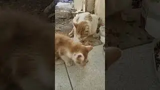 Meet Sunny 49- Homeless cats Greece 2024 - rapid interventions. #animals #cat #homeless #helpcats