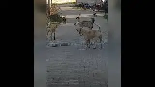 🐶 köpek 🌹