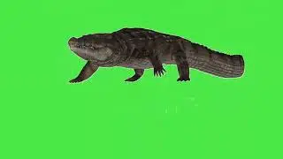 crocodile green screen video  |chromakey | copyright free