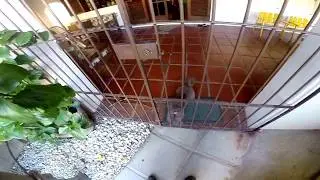 Esse é Chewbacca, ops! Digo, Bento!!