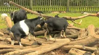 KobraTV - Reportažas - Kauno zoologijos sodo akcija "Gilė 2013"