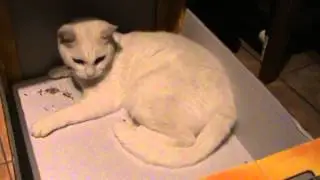 кошка в коробке / cat in a box