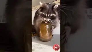 Енотик