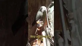 AFRICAN GREY PARROT