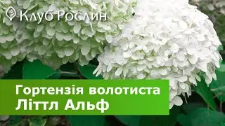 Hydrangea paniculata Little Alf