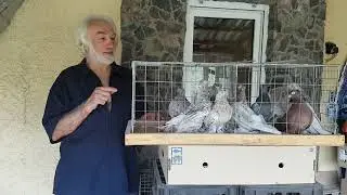 Мраморопоясые среднеазиаты и как получить такой окрас.