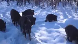 Охота на кабана! БЛАГОРОДНЫЙ кабан
