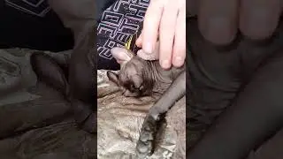 Вот что значит "спать без задних ног".#animals #sleep #funyanimals_video #sphinxcat #кошки #животные