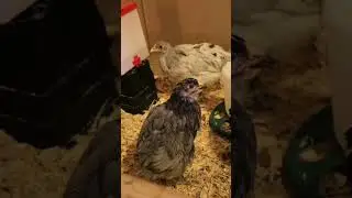 Week 6 Chick Update! #raisingchicks #backyardchickens #homesteading
