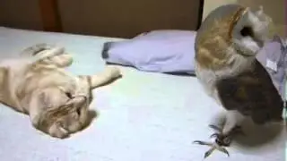 Котенок и сова