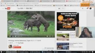 Папич смотрит как спариваются крысосвиньи(тапиры)
