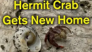 Hermit Crab Living In Trash Moves Into Real Shell!
