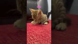 Cut kitten #youtubeshorts #cute @reenahyankinagvlog5647