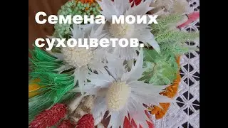 Предлагаю семена моих сухоцветов 2021 года.