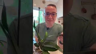 How to tell the difference between between a new root and a new flower spike on your moth #orchid