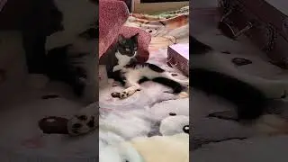 На расслабоне, часть 2 🐱 #shorts