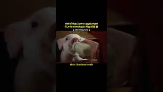 A little girl lovingly raising a piglet#shorts|Charlotte's web|#short