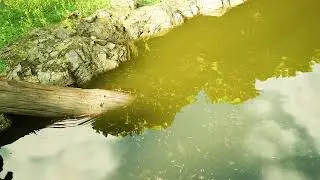 Exploring a Stunning Forest and Pond in Unreal Engine 5.1