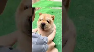 cute dog windows meme🥰 #shorts #meme