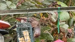 Highlight Backyard Wild Birds Watching Pacific Northwest #pnw #wildbirds #backyardbirdwatching