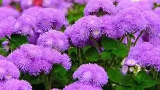 Агератум   Ageratum