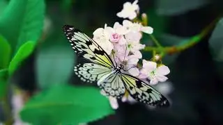 Beautiful Butterflys 2