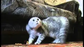 Говорящие коты и кошки  лучшие приколы про котов