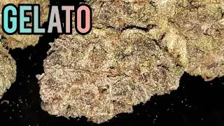 GELATO AUTOFLOWER HARVEST WEIGHT, FASTBUDS, VIPARSPECTRA KS5000 LED GROW LIGHT