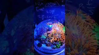 Outstanding Reef Bowl Aquarium | Only One In The World