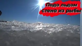 Мы и не знали что его там столько!!!