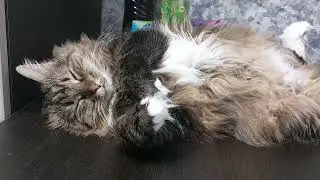 Обзор на кошек.