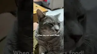 When my cat hears yum yum