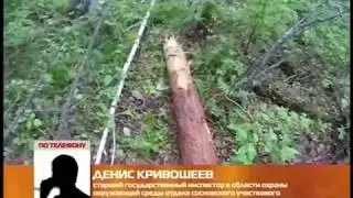 Медведь убил человека в Усть-Илимском районе (новые подробности)