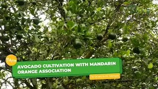 Avocado cultivation with mandarin orange association