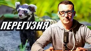 Перегузня цікаві факти про рідкісну українську тваринку