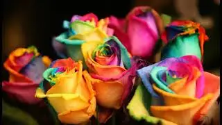 Fryderyk Chopin & Roses