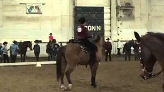 Abby Western Riding @ UConn