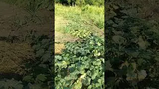 НА ВСЕ ВОЛЯ 😇🙏👼БОГА УРОЖАЯ НЕ ЖДАТЬ